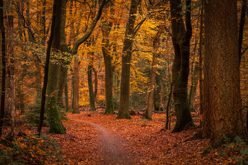 Forest path covered with autumn leaves in one of the oldest and most beautiful forests in the Netherlands.