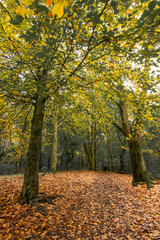 Borsdane Woods, Wigan, Greater Manchester