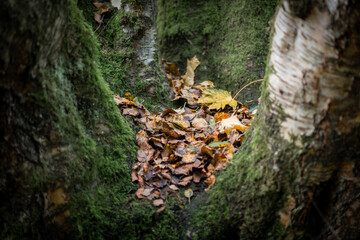 Leaves nestled in the bowl of a mult trunked silver birtch tree in Borsdane Woods, Wigan, Greater Manchester