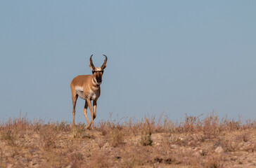 Pronghorn Antelope Buck in Utah in Autumn