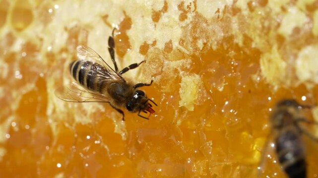 Working bee on honeycomb, close up. Colony of bees in apiary. Beekeeping in countryside. Macro shot with in a hive in a honeycomb, wax cells with honey and pollen. Honey in combs