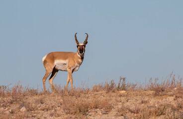 Pronghorn Antelope Buck in Utah in Autumn