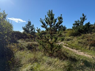 Obraz premium pine trees in the mountains