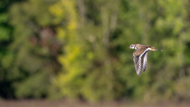 Closeup of a killdeer in flight.