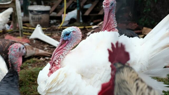 White Huge Turkey with a big beard, snot and a blue growth on his head. A close-up image of a turkey in a poultry yard. The turkey has fluffed up his white feathers, chickens are walking around.
