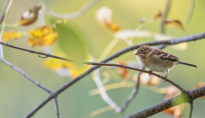 Closeup of a field sparrow perched in a tree.