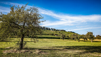 Fototapeta premium am Lienzinger Weinberg