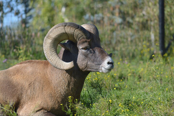 Bighorn Sheep (Ovis canadensis)