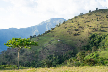 A tree is growing on a hillside with a house in the distance. The sky is cloudy and the hill is covered in grass