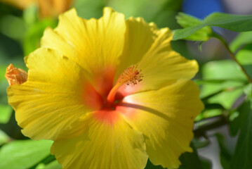 Yellow Hibiscus