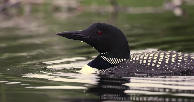 Common loon on a lake 