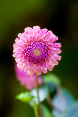 Fototapeta premium close up of pink dahlia Macro