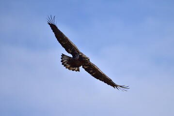 eagle in flight