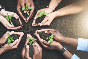 Soil, hands and seedling for planting, growth and development for support, future and conservation....