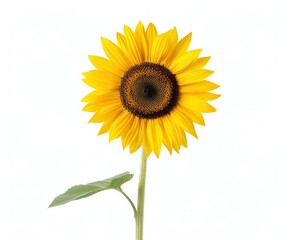 Fototapeta premium Bright Yellow Sunflower on White Background, Isolated Close-Up of Vibrant Bloom with Detailed Petals, Perfect for Floral Design and Minimalistic Nature Concepts