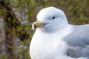 A close-up of a seagull perched against a blurred green background during a sunny day in a coastal environment