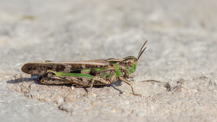 Short-horned grasshopper - Aiolopus strepens