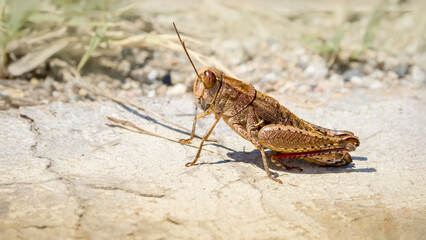 Paracaloptenus caloptenoides female