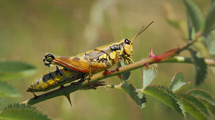 Short-horned grasshopper - Podisma pedestris
