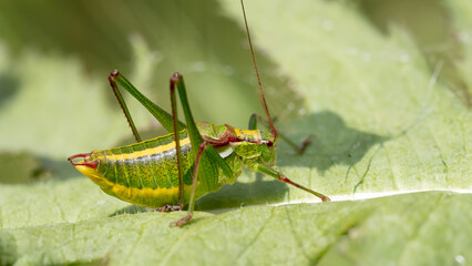 Showy Plump Bush-Cricket - Isophya speciosa