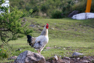 Rooster on the farm. Fowl. Farm animal with background with copy space.