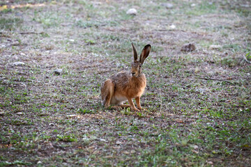 
The common hare or European hare in freedom in the field. Lepus europaeus.