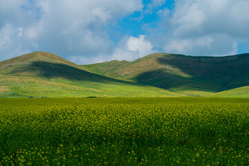 Fototapeta premium Mustard field alongside the road