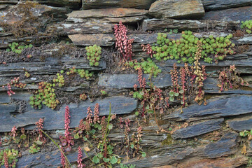 Close up view of a stone wall covered by vegetation