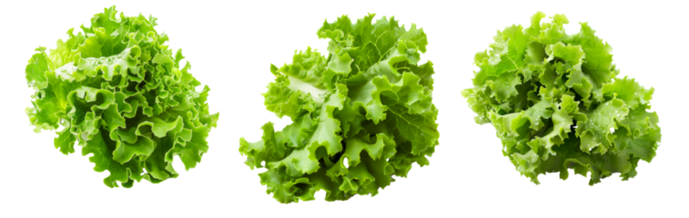 Fresh green lettuce leaves with water droplets isolated on a white background. Concept of healthy eating, freshness, and organic food