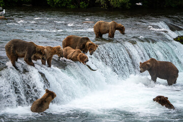 Brown Bears at Brooks Falls in Katmai National Park, Alaska
