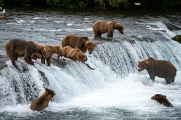 Brown Bears at Brooks Falls in Katmai National Park, Alaska