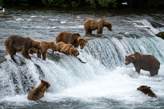 Brown Bears at Brooks Falls in Katmai National Park, Alaska