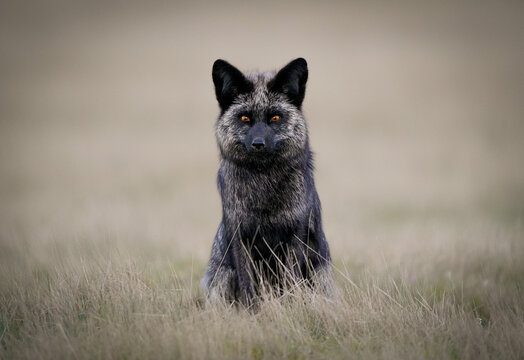 Silver Fox