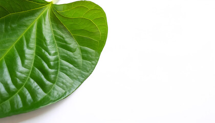 Fototapeta premium betel leaf pattern on side position provides copy space for text. background concept isolated white