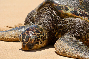 Hawaiian Green Sea Turtle on a  Sandy Beach, Daytime, Close-up, Macro Photography