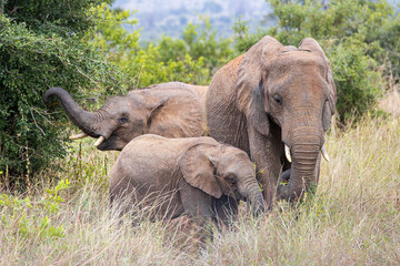 Photo of a family of elephants in Tarangire national park in Tanzania, Africa