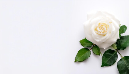 white rose with leaves pattern on side position provides copy space for text. background concept isolated white