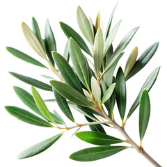 Close-Up of Separated Olive Tree Leaves Without Fruit on White Background