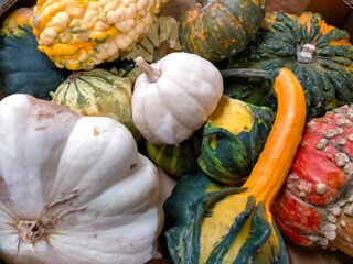 fantasy pumpkins, fun, colorful with strange shapes special for Halloween in close-up