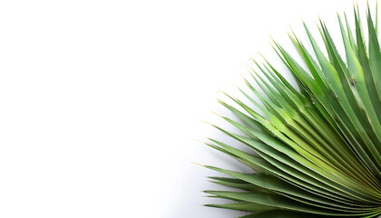 Obraz premium Cactus Leaves pattern on side position provides copy space for text. background concept isolated white