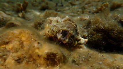 Banded murex (Hexaplex trunculus) shell with Mediterranean rocky shore hermit crab (Clibanarius erythropus) undersea, Aegean Sea, Greece, Halkidiki, Kakoudia beach