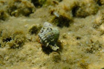 Banded murex (Hexaplex trunculus) shell with Mediterranean rocky shore hermit crab (Clibanarius erythropus) undersea, Aegean Sea, Greece, Halkidiki, Kakoudia beach
