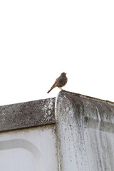 bird on the roof