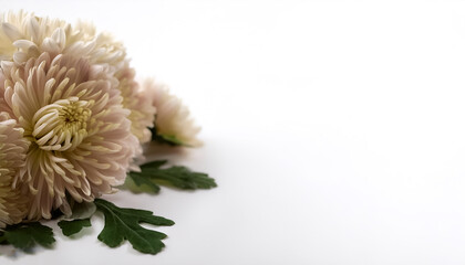 Chrysanthemum with leaves pattern on side position provides copy space for text. background concept isolated white