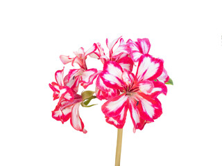 Flowers of Pelargonium hortorum, commonly called zonal geranium or garden geranium. Pink, red and white flowers. Cut out and isolated.