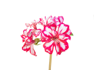 Flowers of Pelargonium hortorum, commonly called zonal geranium or garden geranium. Pink, red and white flowers. Cut out and isolated.