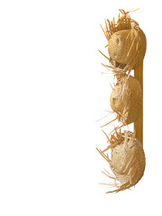 Natural straw hat cut out and isolated is used to protect people from the tropical sun and in the decoration of Brazilian June festivities outdoors, in parks, farms or streets.