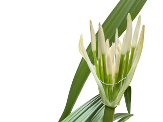 Crinum asiaticum buds, commonly known as poisonous bulb, giant crinum lily, grand crinum lily or spider lily. Cut out and isolated.