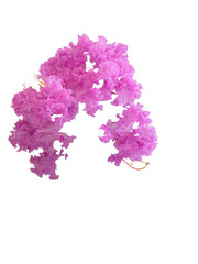 Frilly pink flowers of Lagerstroemia indica, crepeflower or crepe myrtle. In Brazil it is called extremosa, escumilha, reseda or tree-de-jupiter. Selective focus.  Cut out and isolated.