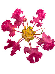 Frilly pink flowers of Lagerstroemia indica, crepeflower or crepe myrtle. In Brazil it is called extremosa, escumilha, reseda or tree-de-jupiter. Selective focus.  Cut out and isolated.